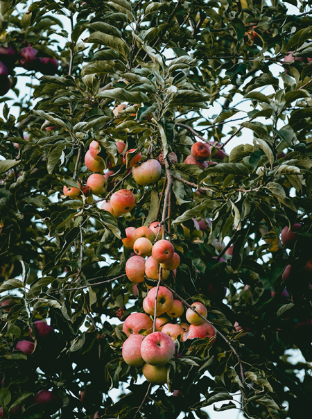 fruit trees v2